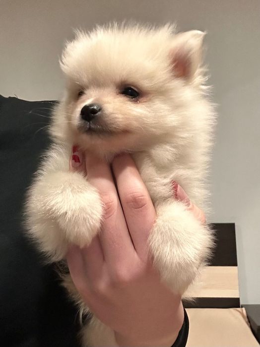 Померан, померани