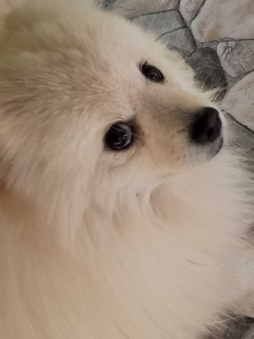 Щенок немецкого шпица.