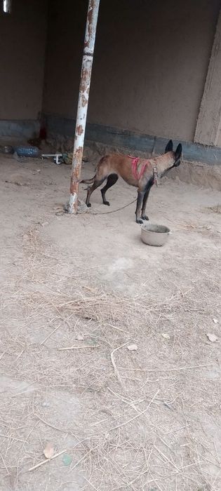 Sotiladi Belgiya malinovasi