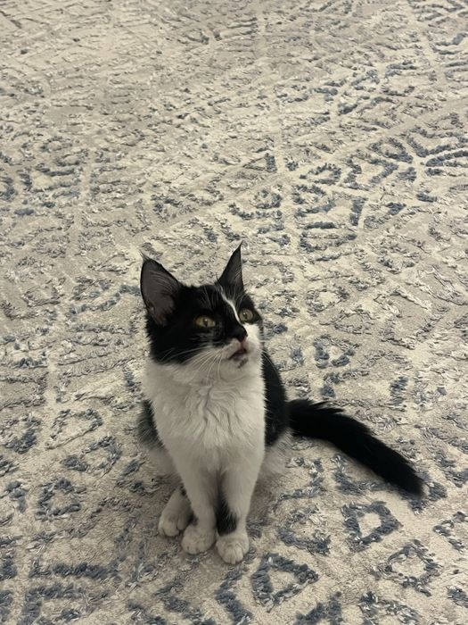 Котенок в добрые руки,девочка