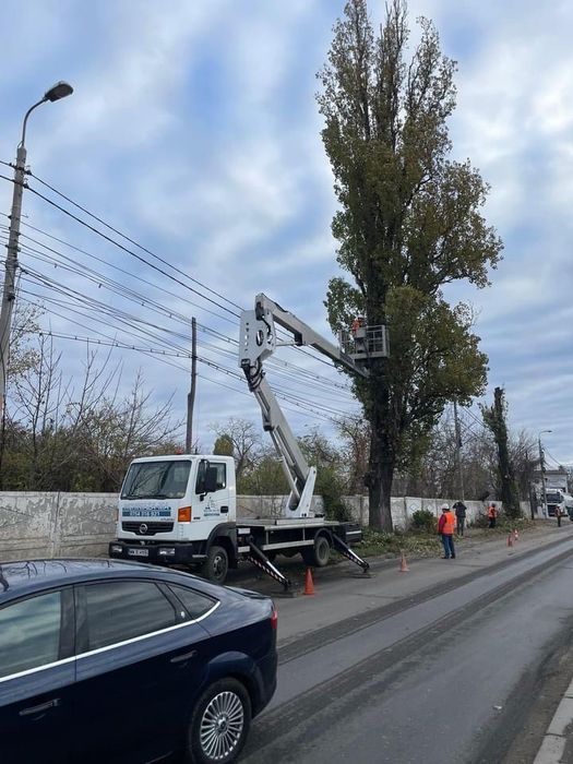 Toaletari, cosmetizari, taieri arbori