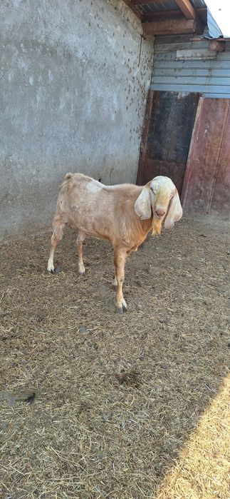 Țap anglobian , mai multe detalii la telefon