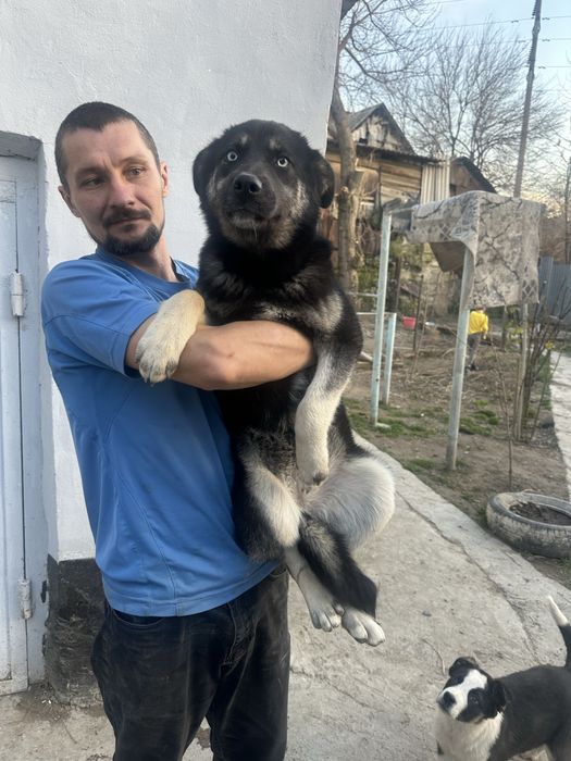 Щенок в ответственные руки.