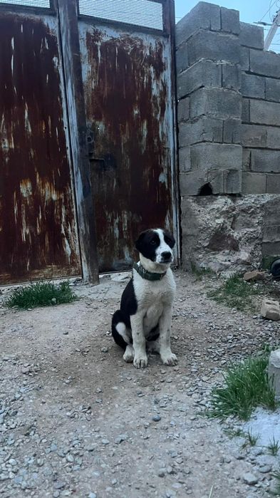 Кушык алабай 3 айлык