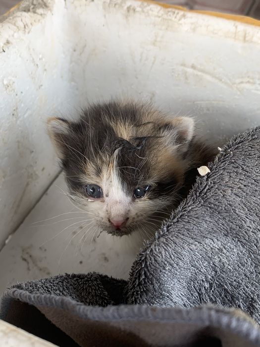 Котята новорожденнные