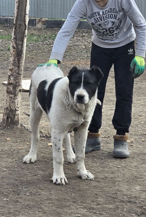 Алабай щенки сао