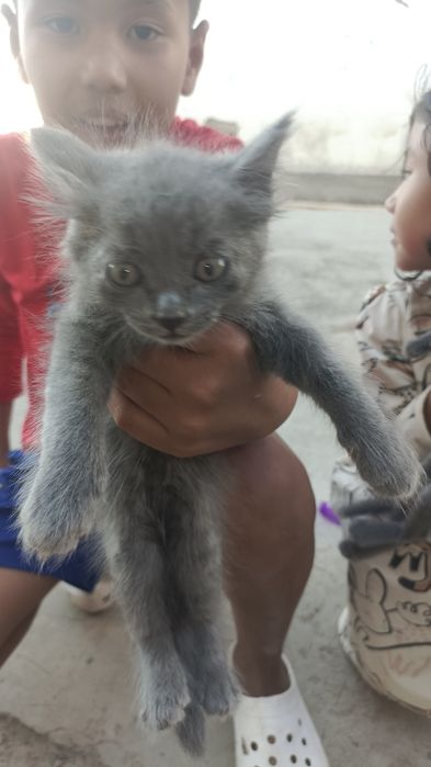 Бесплатно. Котята в добрые руки