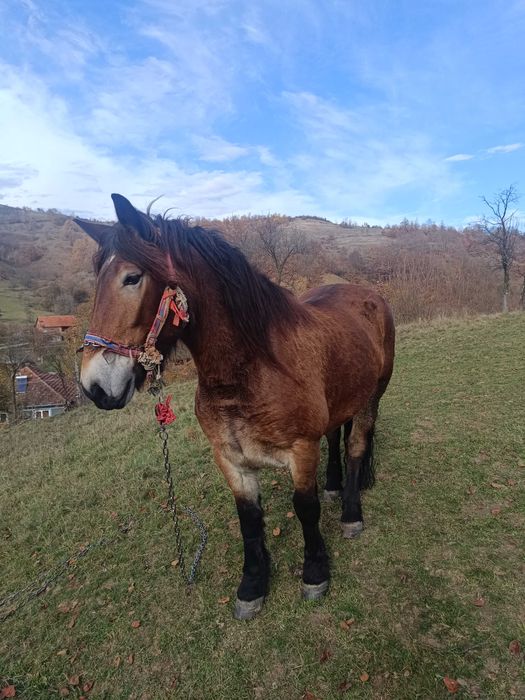 Vând iapa de 5 ani.