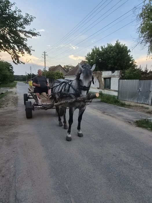 Cal de vânzare vârsta 10ani