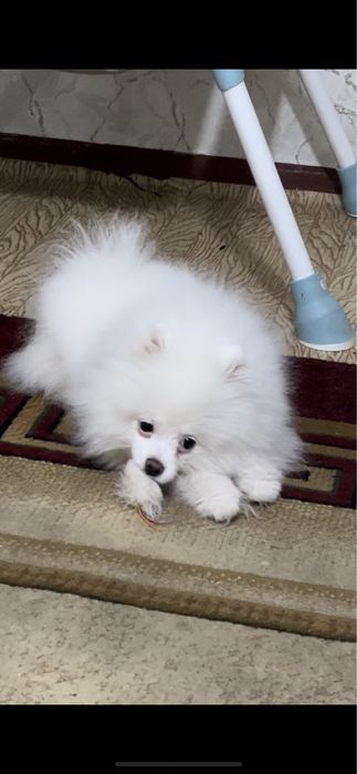 Померанский шпиц щенок