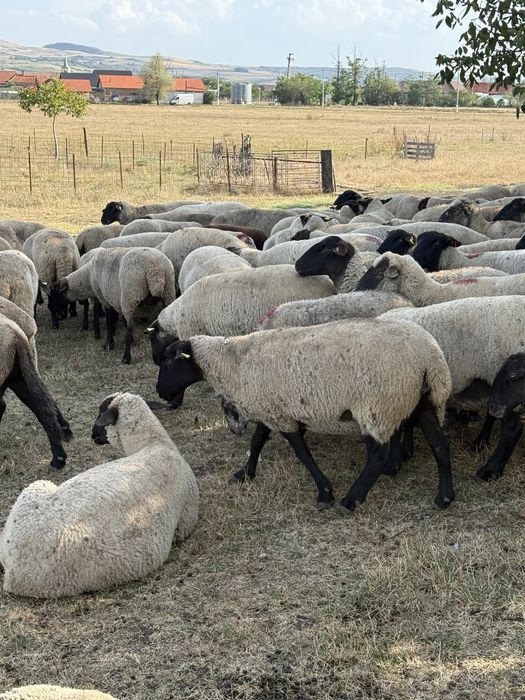 Oi montate rasa Suffolk cu vârsta de peste 7 ani ,cu greutate cuprinsa intre 60-80 kg in funcție de exemplar.
