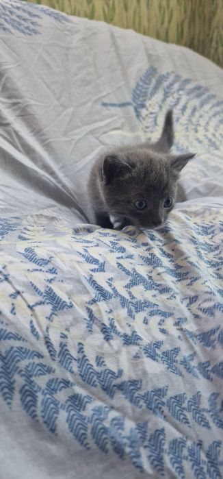 Котята красивые Бесплатно!
