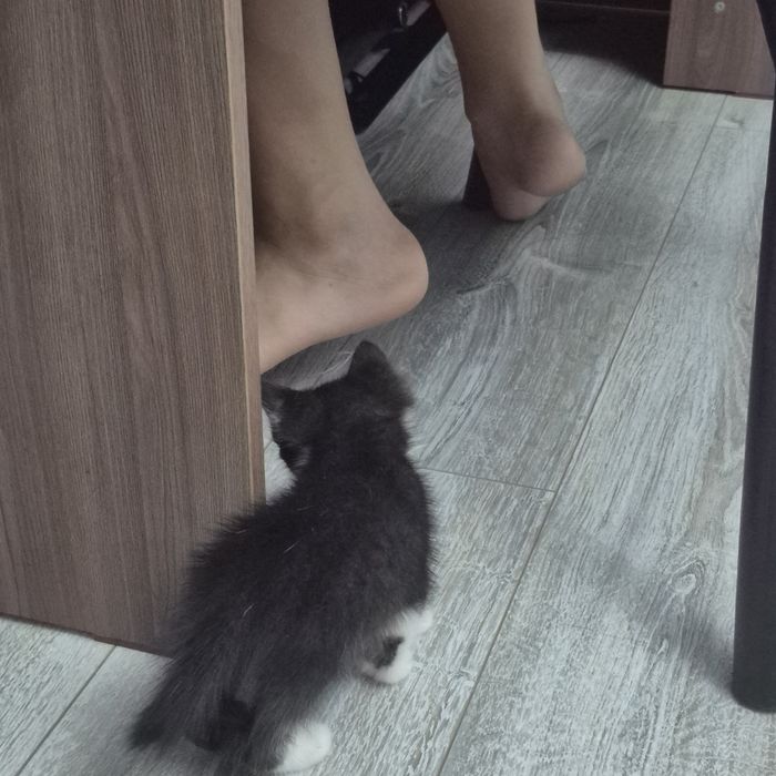 Отдам котят в хорошые руки