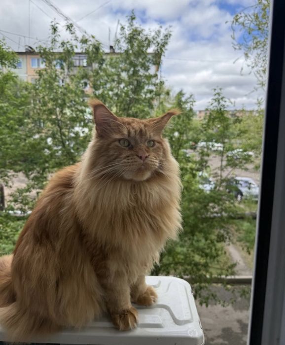 Кот пароды Мейн-Кун
