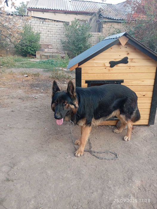 Немецкая овчарка Кобель на вязку! Не продаётся! It Ko‘paytirish uchun!