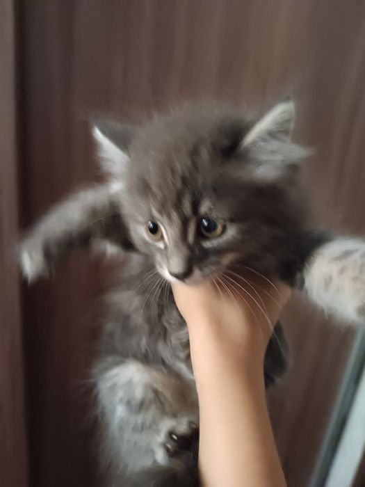 Котёнок скотиш фолд