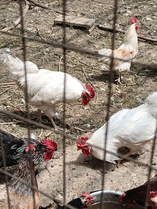 Продам домашних петухов