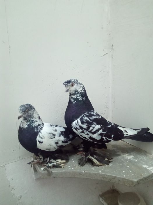 Продажа распарованных пар сочих самка и самец