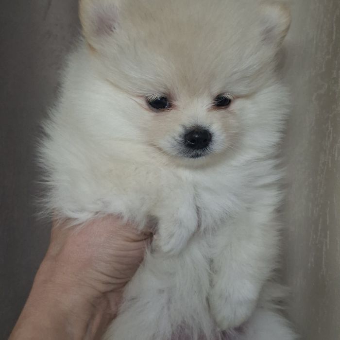 Очаровательные пушистики