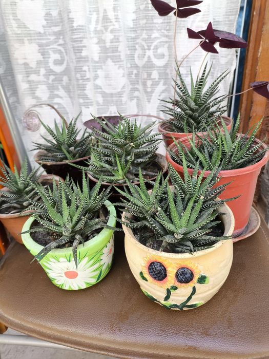 Комнатные цветы из дома