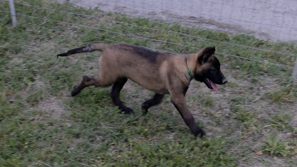 Mascul ciobănesc belgian malinois