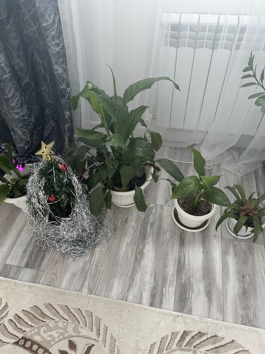 Бөлме өсімдіктері сатылады.Арзан бағада.