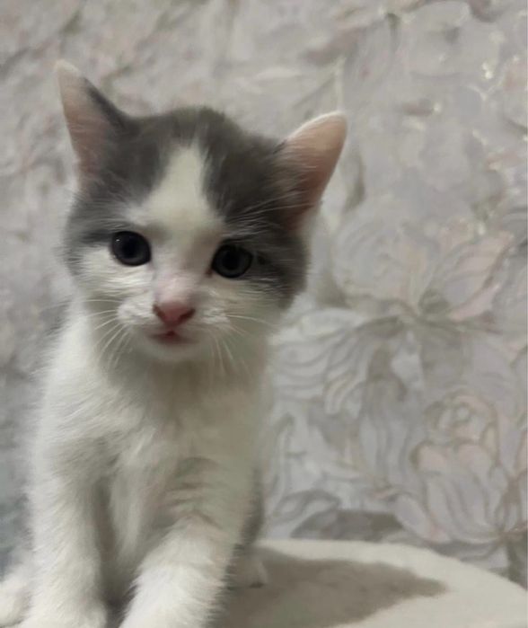 отдаем кошек хорошие руки