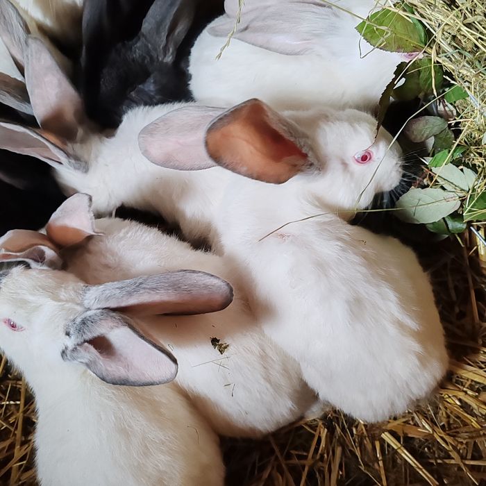 Iepuri uriaș transivania de vinzare