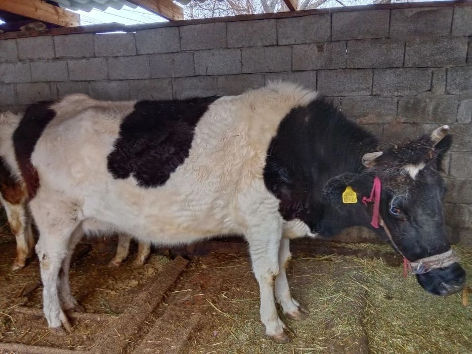 Сиыр      600000