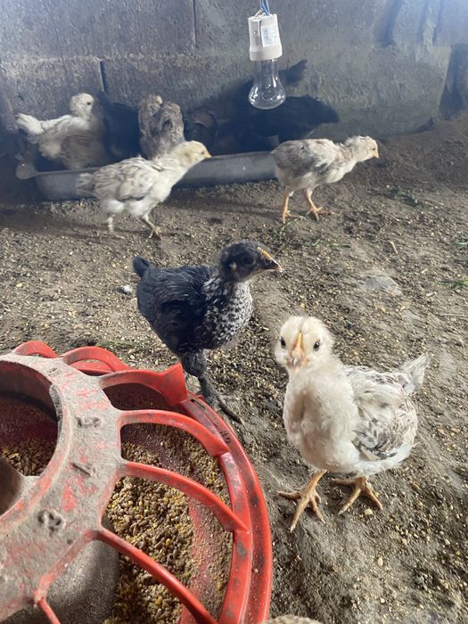 Продам цыплят домашние