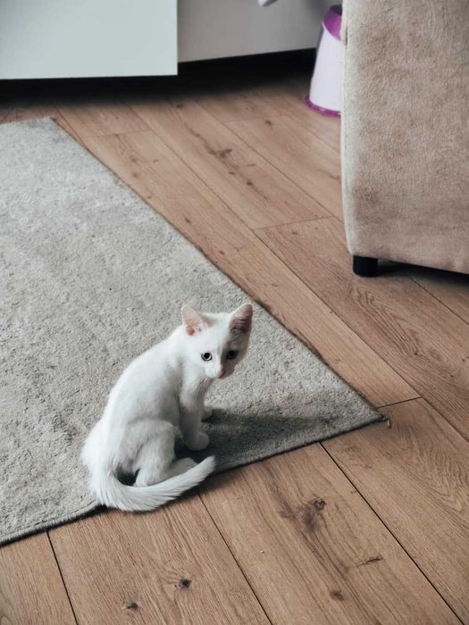 Котенок белый, отдам даром