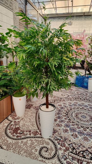 Суний дарахтлар гуллар арзон нархларда от 50