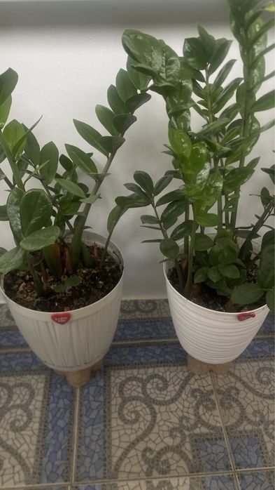 Продам цветок Замиокулькас, 1м