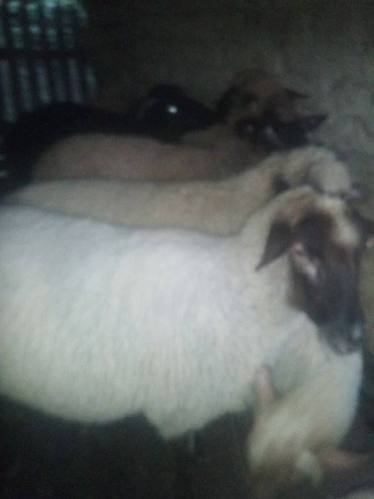 Vând Cârlani mari și grași Preț 18 lei kg în viu