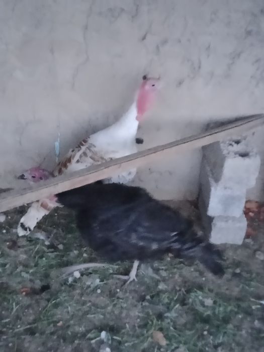 Kurka Xo'rozlari sotiladi