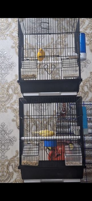 Kanareyka                   .