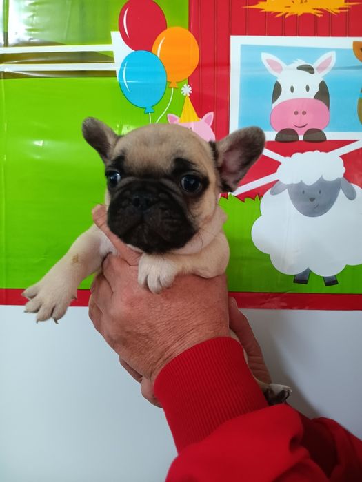 Френски булдог french bulldog