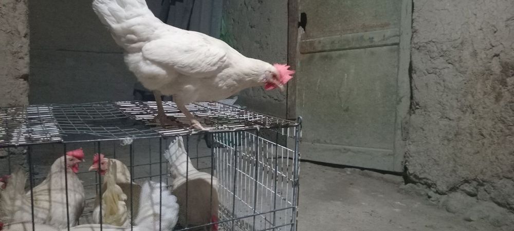 Ломан синди Тухум йуналишида