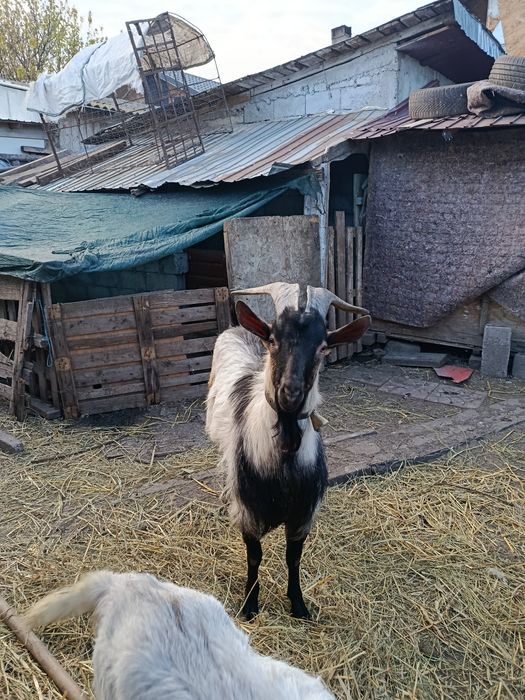 Vând și schimb pe Țap francez