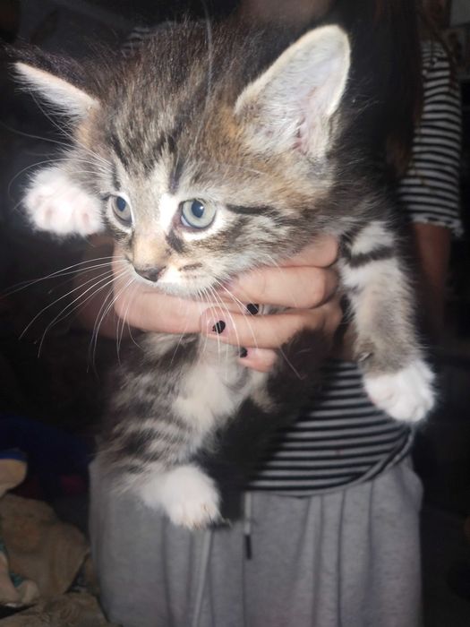 Котята помесь мей Кун с шотландцем