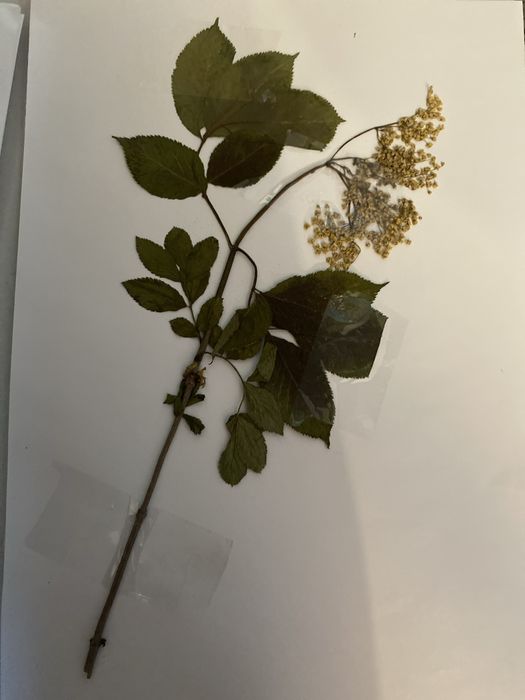 Realizez ierbar/ buruienar