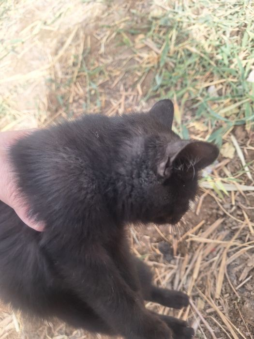 Kelinning külotli porno fotosurati