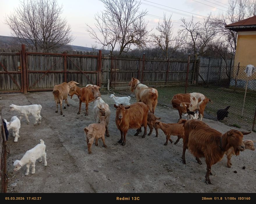 Vând capre cu iezi bune de lapte