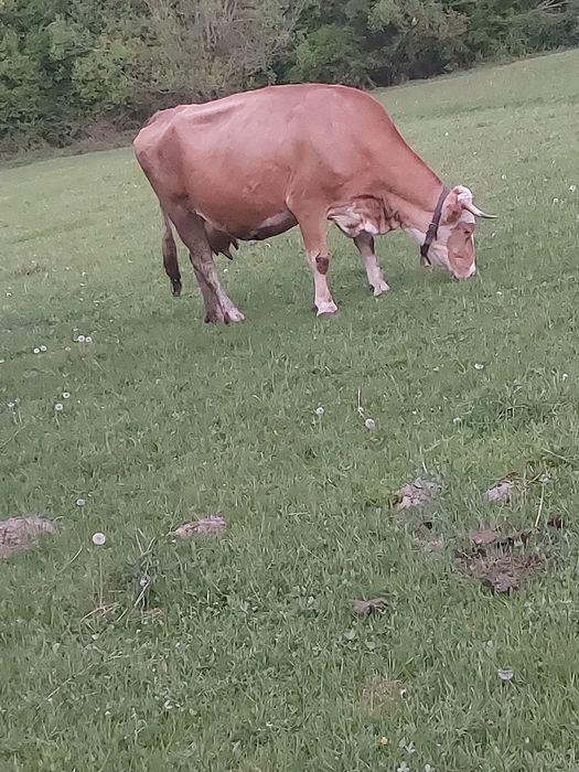 Vând vaca de lapte în vârstă de 7 ani