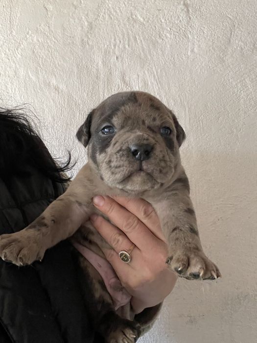 Американский булли