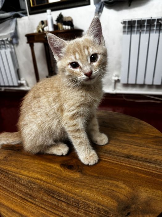 Котенок 3 мес девочка