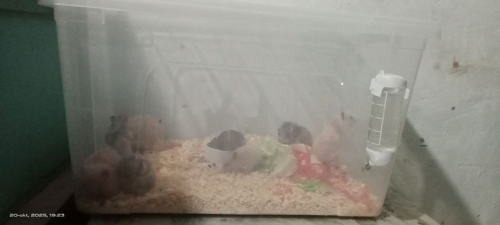 Ассалому алайкум Карши Щахридан Хамяк сотаман 8 донна бор