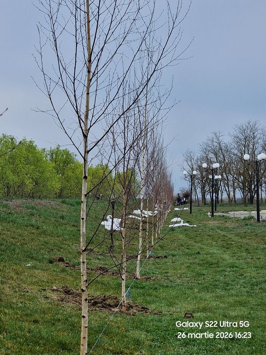 Copaci ornamentali 3-5m oferim transport gratuit