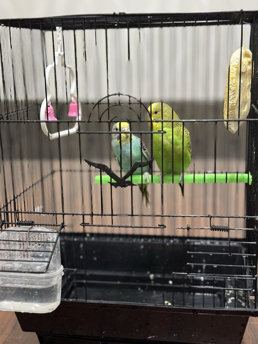 Продаются волнистые попугаи с клеткой