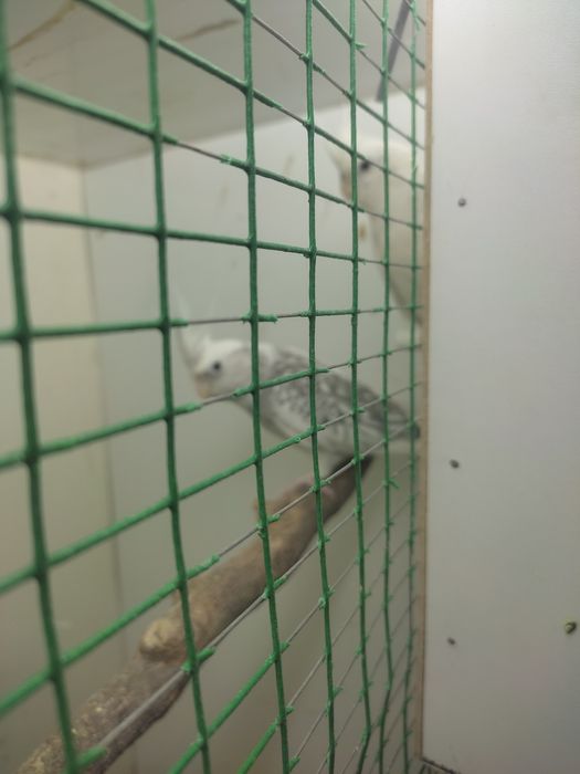 Karela para sotiladi ishlashga tayor